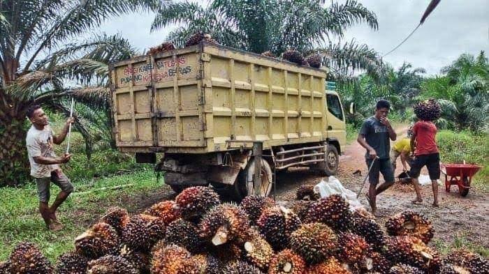 MEMUAT : Buruh sawit saat memuat buah kedalam truk pengangkut disalahkan satu perusahaan di Kalteng.